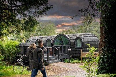 The Forest at Mount Congreve Gardens