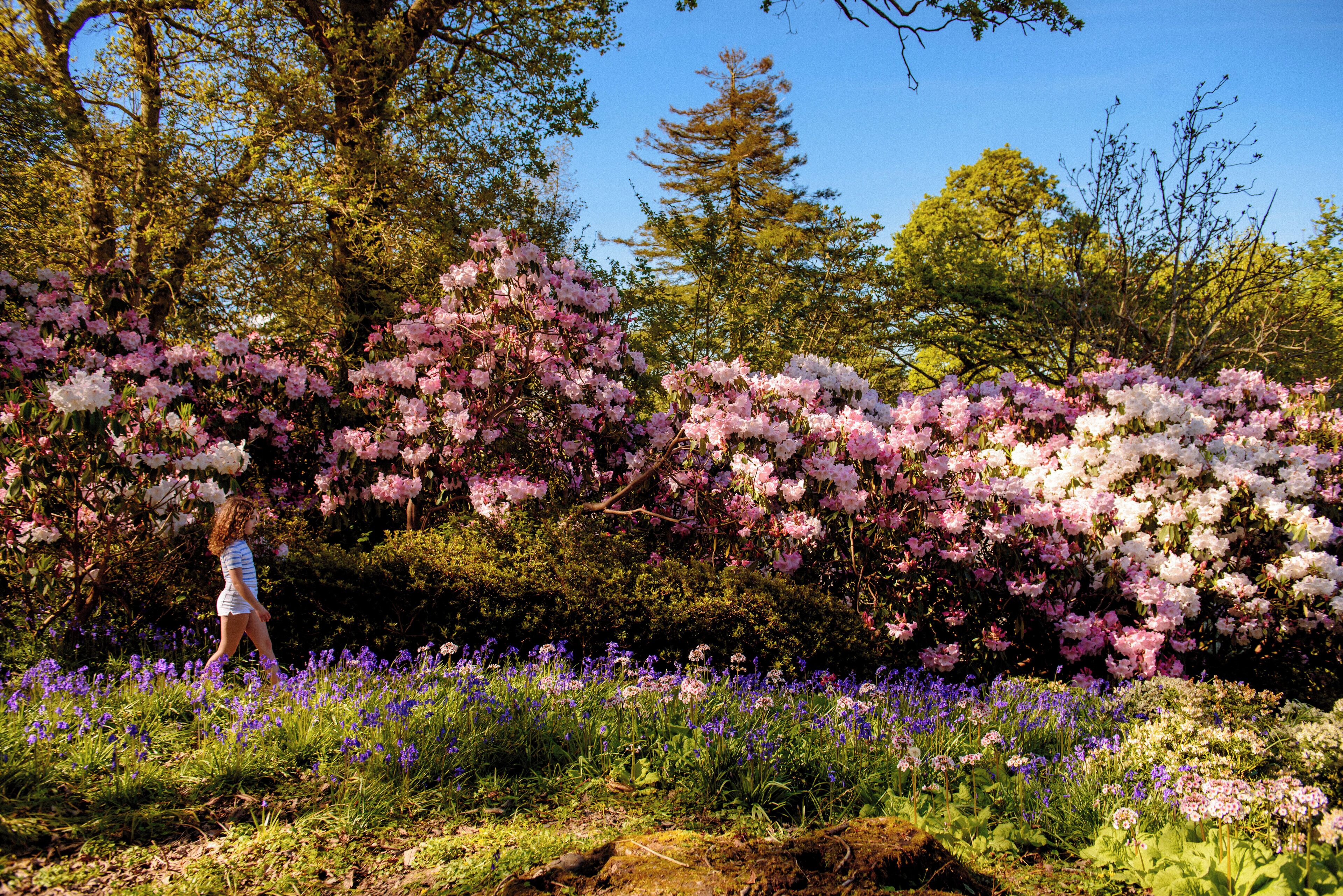 A woman walking through a garden with blooming azaleas and various flowers.