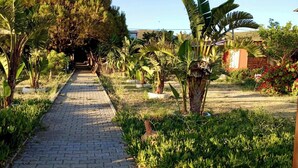 A paved pathway lined with various tropical plants and trees, leading towards a distant structure.