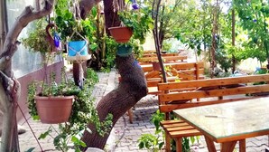 An outdoor seating area with wooden tables and chairs, surrounded by potted plants and hanging decorations.