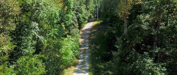 Un sendero estrecho en un bosque rodeado de abundante vegetación.