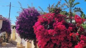 A pathway lined with vibrant bougainvillea bushes and a decorative fountain. - Oasis on the Montgo, cozy apartment with large covered terrace (Dénia)