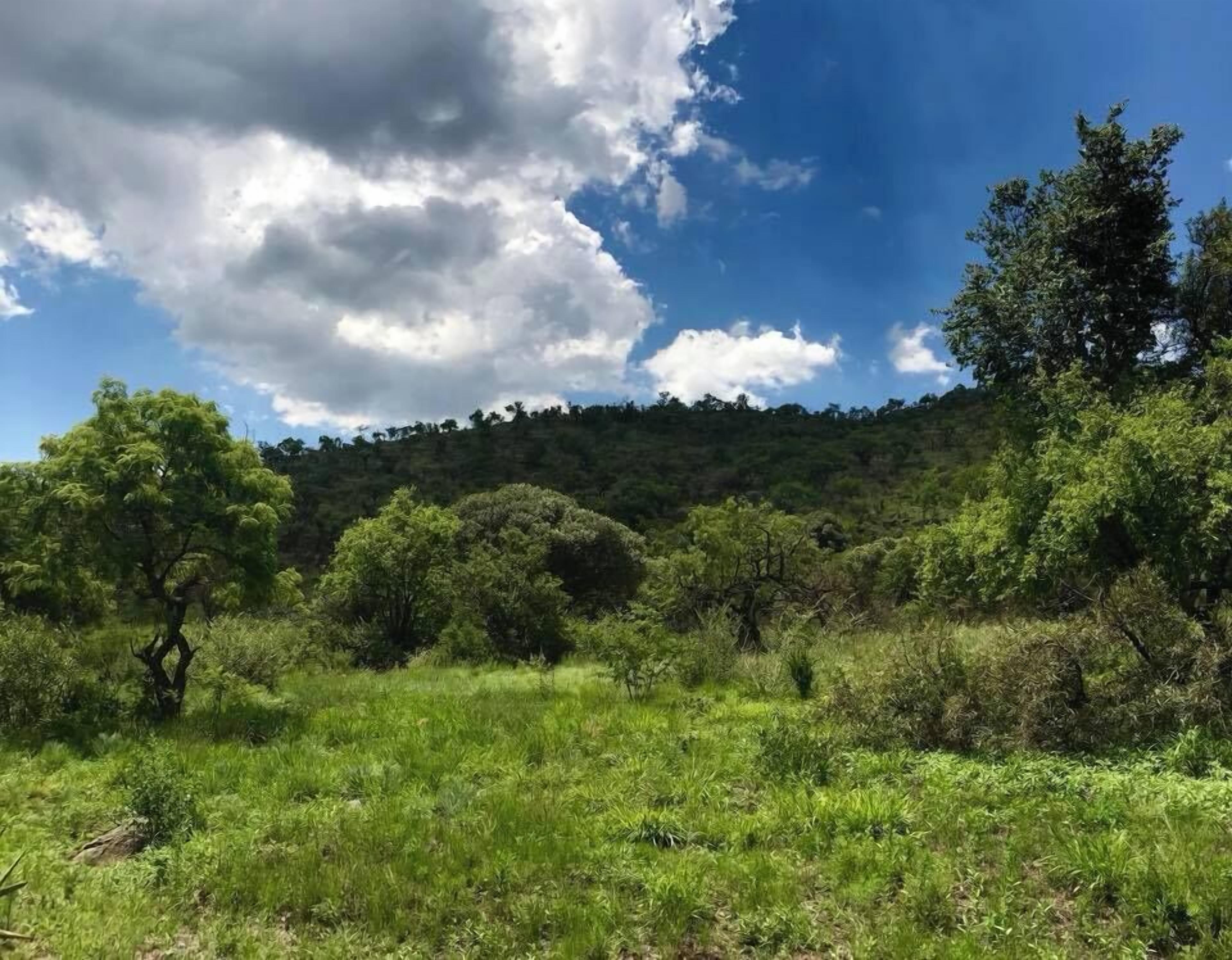 A natural landscape with a hill in the background, trees, and grass.