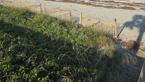 Una playa con un muelle de madera que se adentra en el océano, arena y algo de vegetación en primer plano.