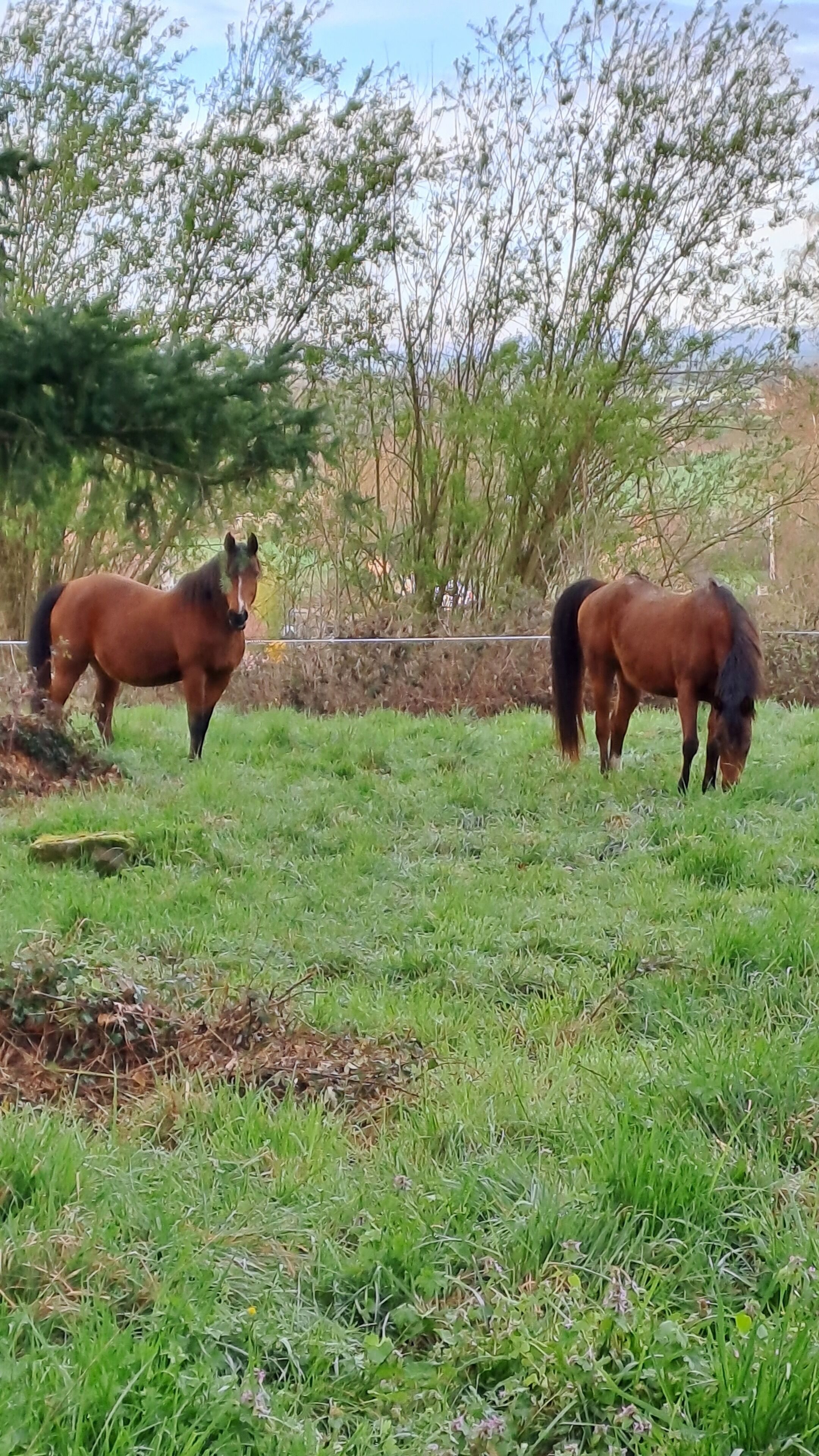 Dos caballos pastando en un campo de hierba con árboles al fondo.