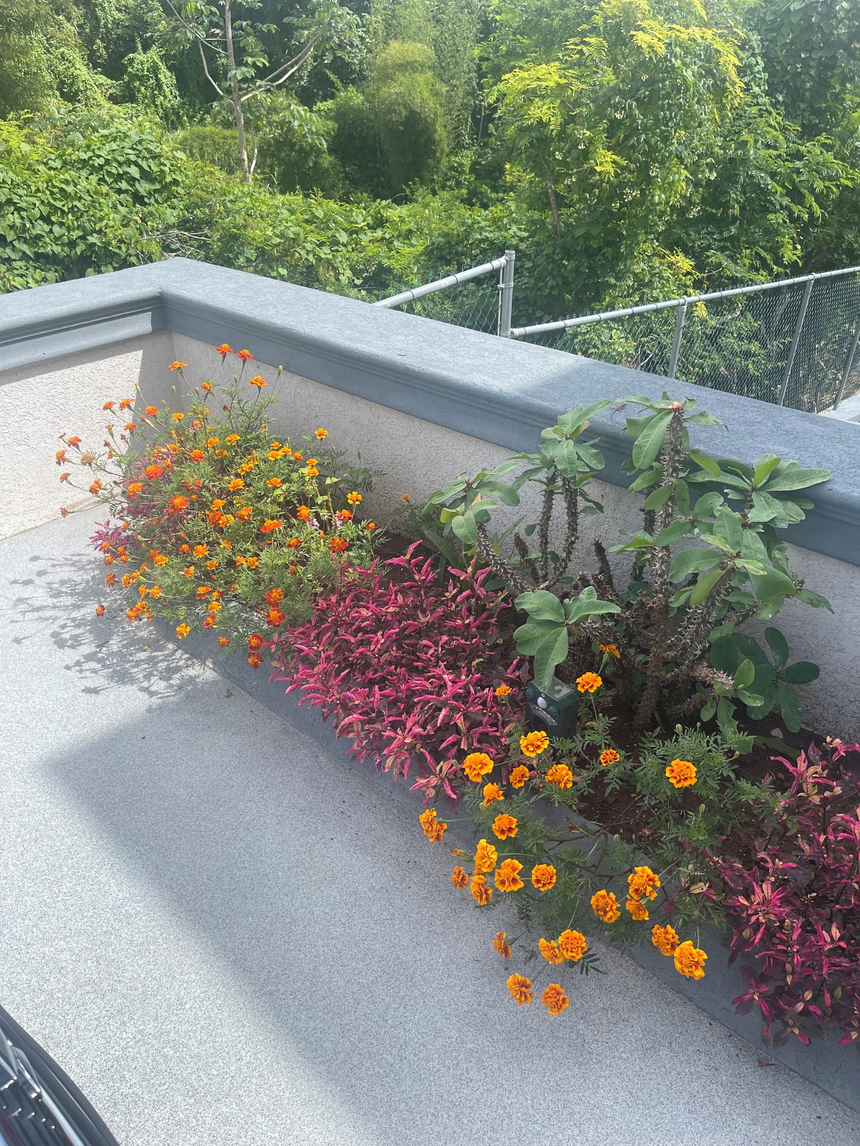 Um jardim no terraço com diversas plantas floridas e um parapeito de concreto.