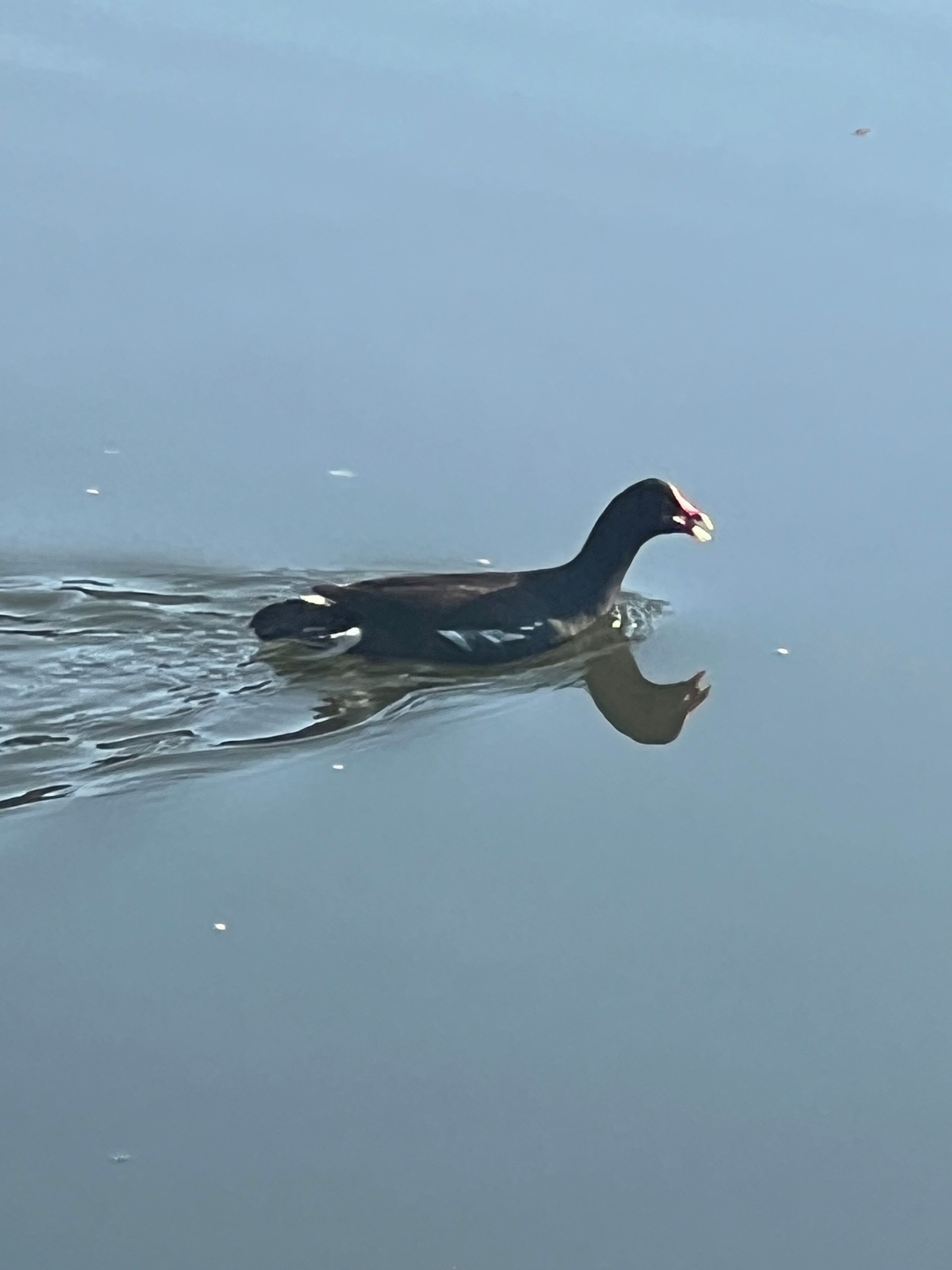 A duck swimming in a body of water.