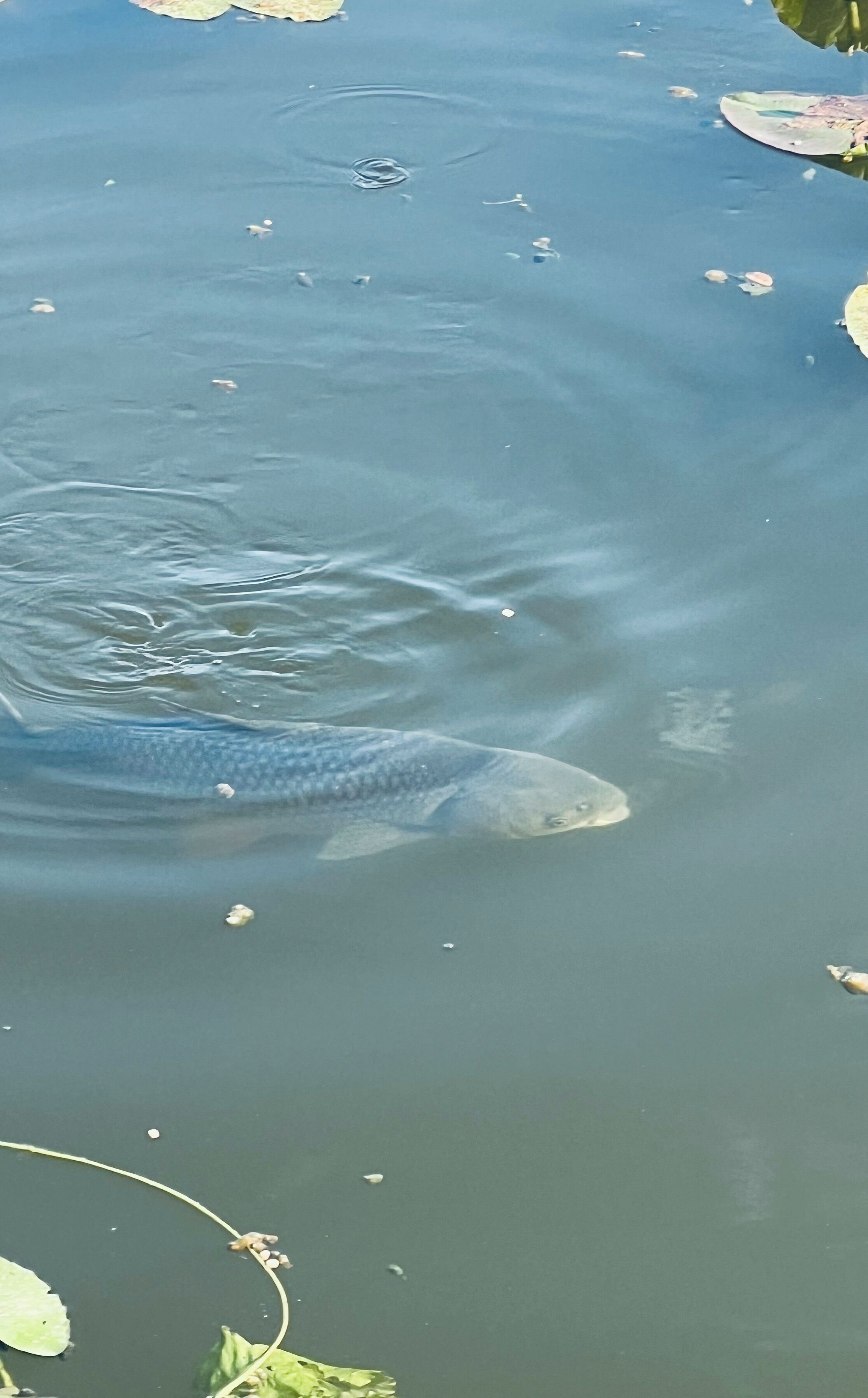 A koi fish swimming in a pond with lily pads and leaves around.