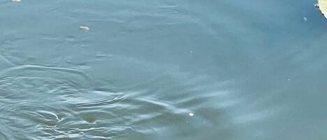 A koi fish swimming in a pond with lily pads and leaves around.