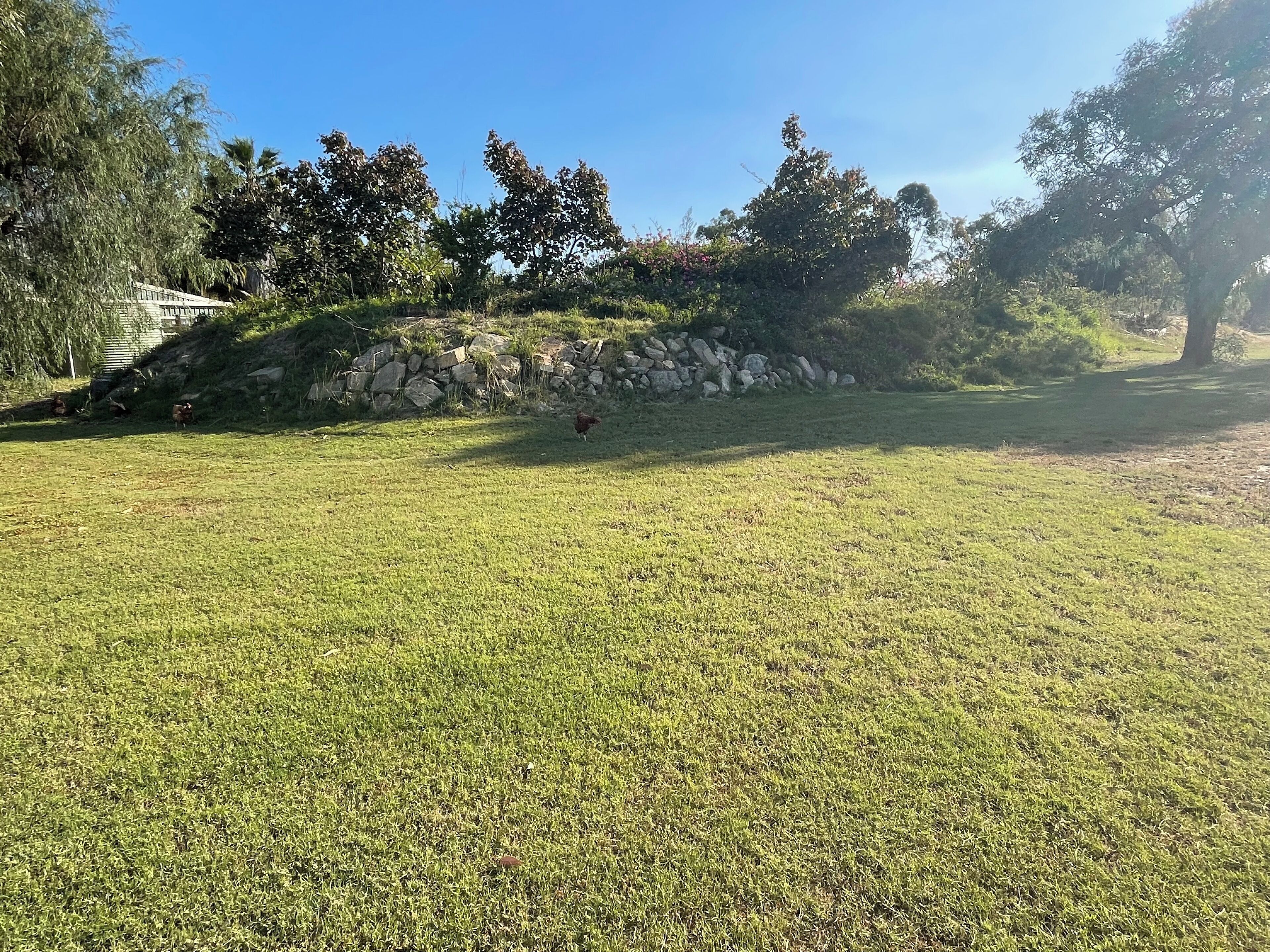 A grassy outdoor area with a stone wall and trees.
