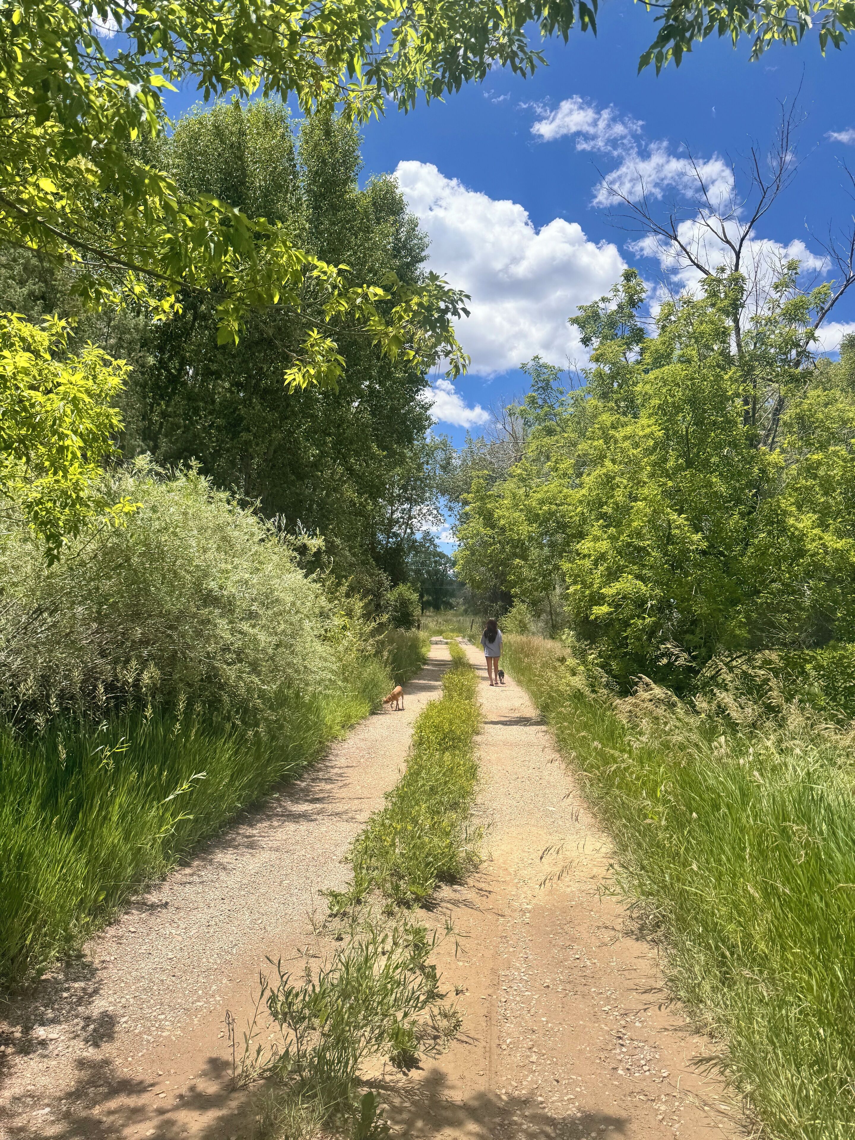 Un sendero de tierra bordeado de abundante vegetación y árboles, que conduce hacia una persona paseando un perro.