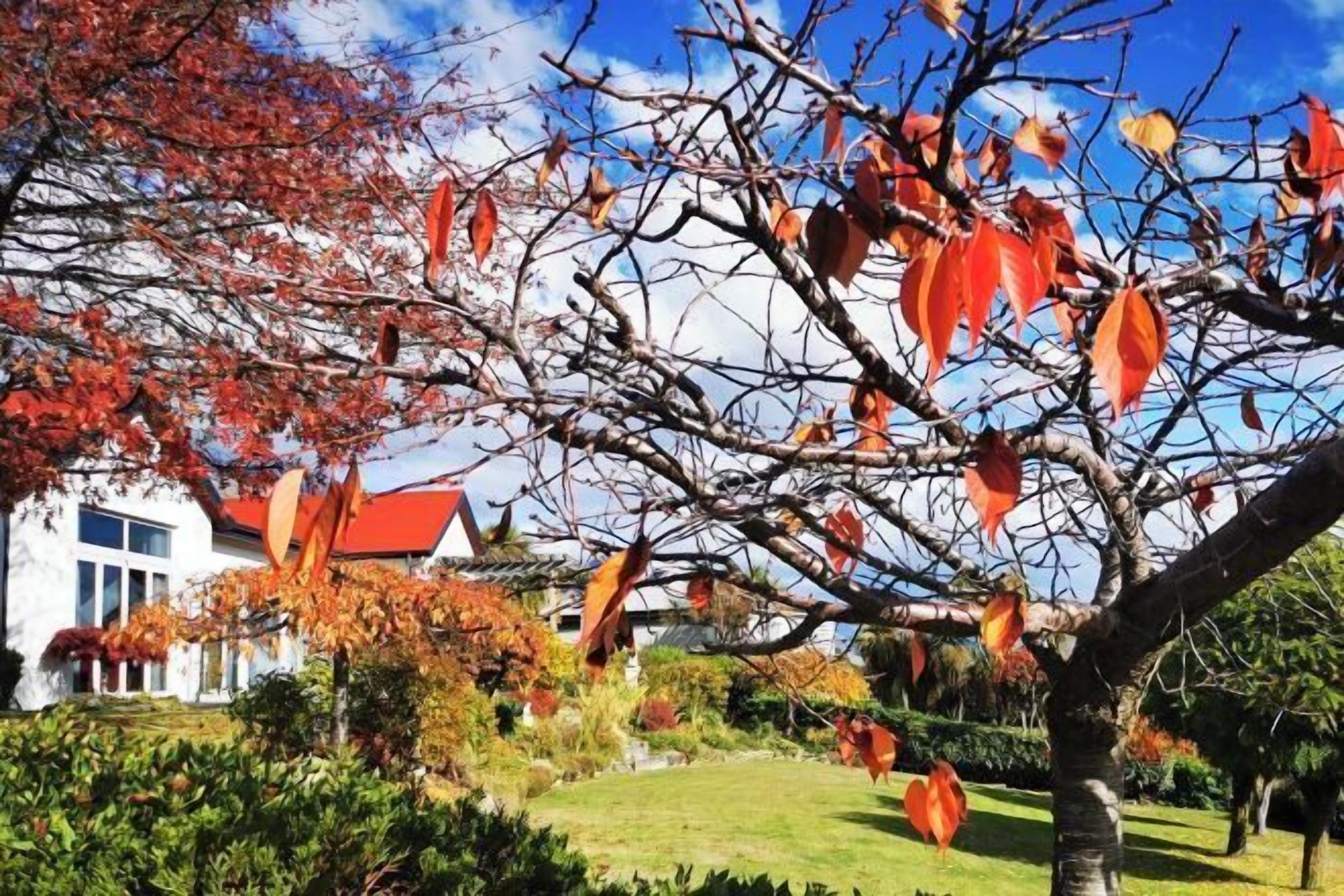A tree with autumn leaves, a white building with a red roof, and a well-maintained lawn.