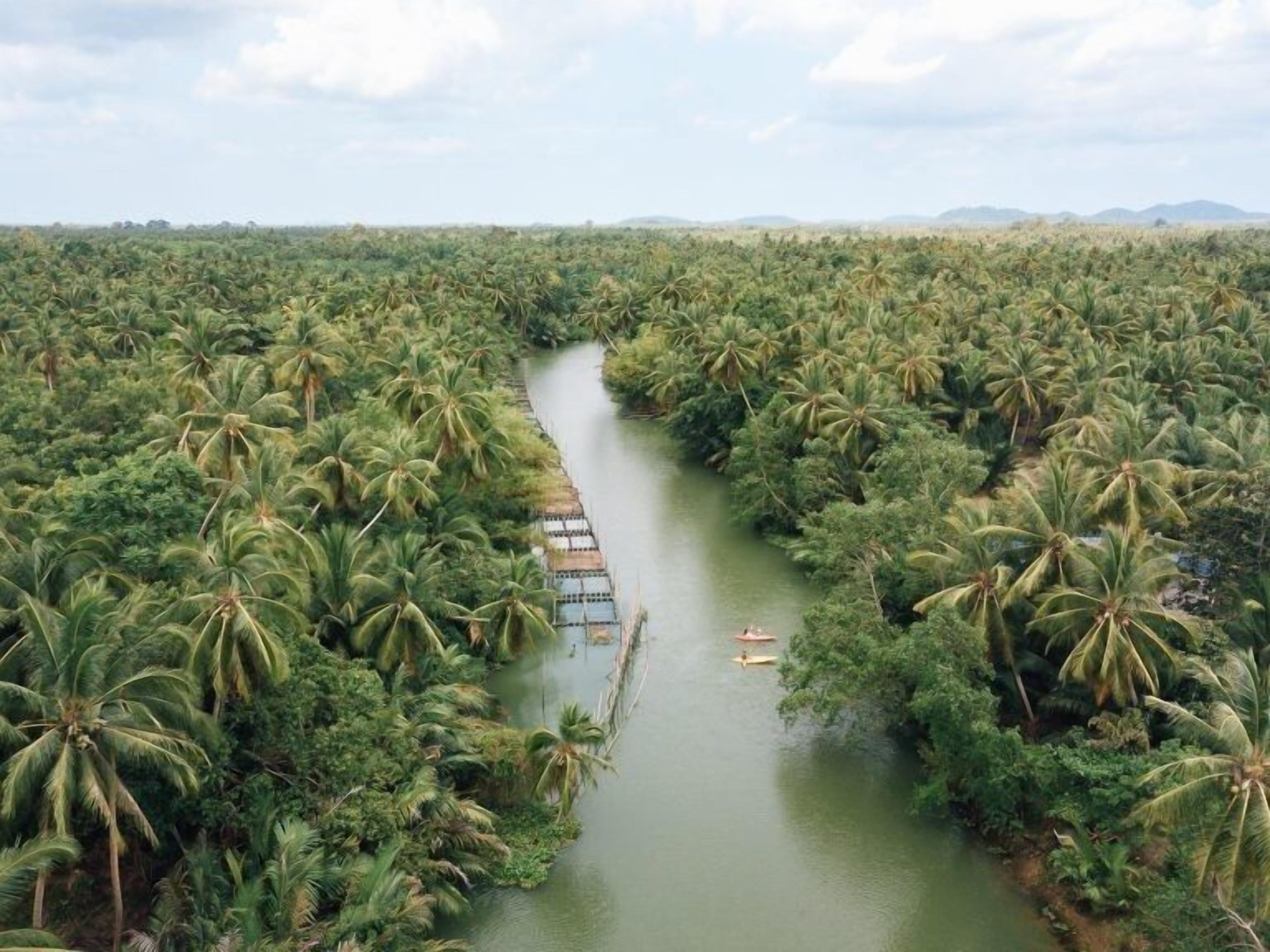 Un río serpentea por un paisaje denso de palmeras.