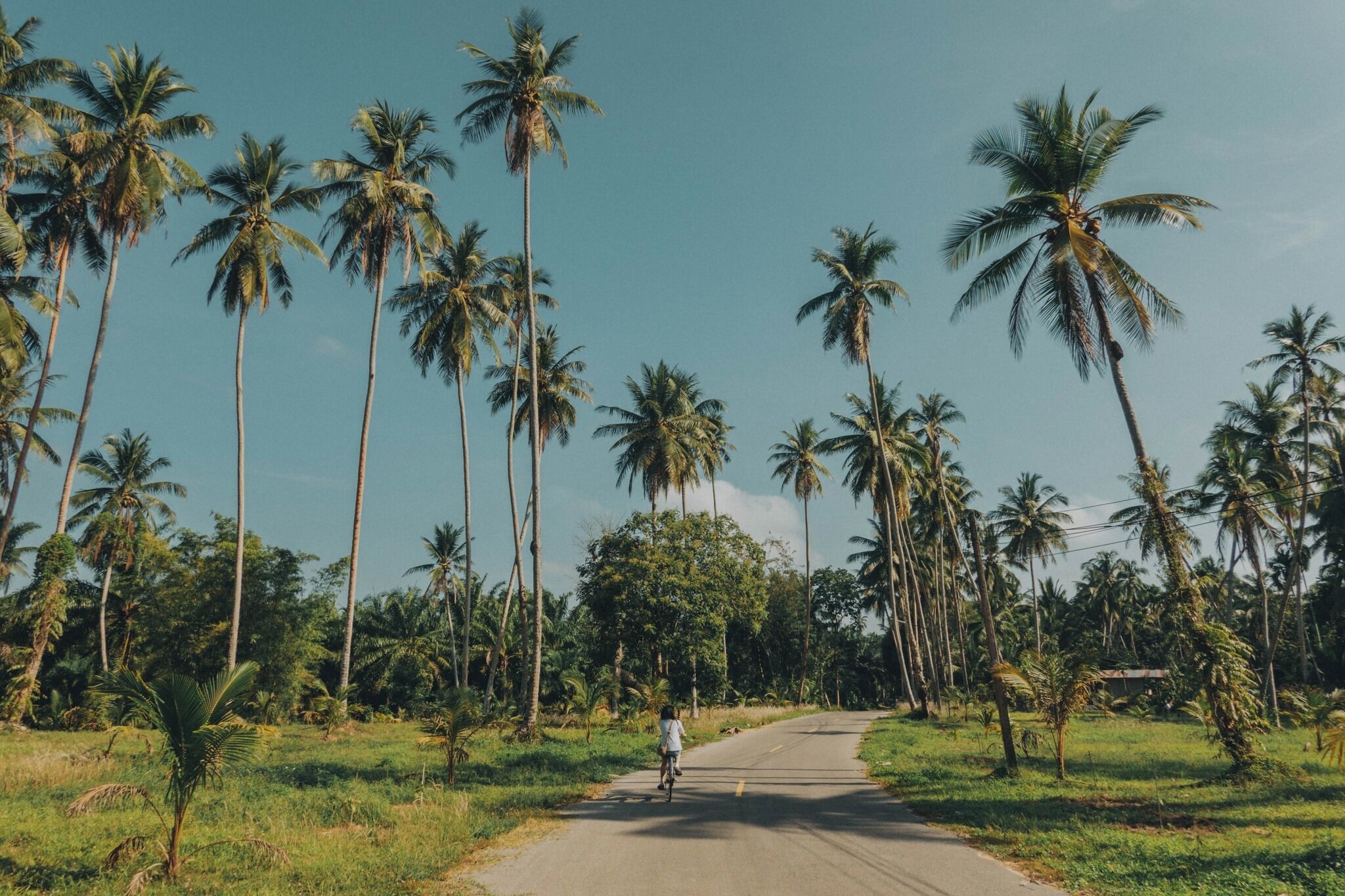 A rural road flanked by tall palm trees under a clear sky.
