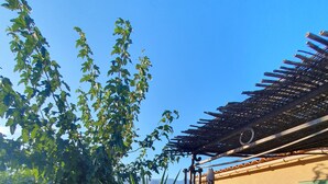 En trädgårdsdel med en krukväxt, en pergola och en byggnad med ett tak täckt av tegelpannor.