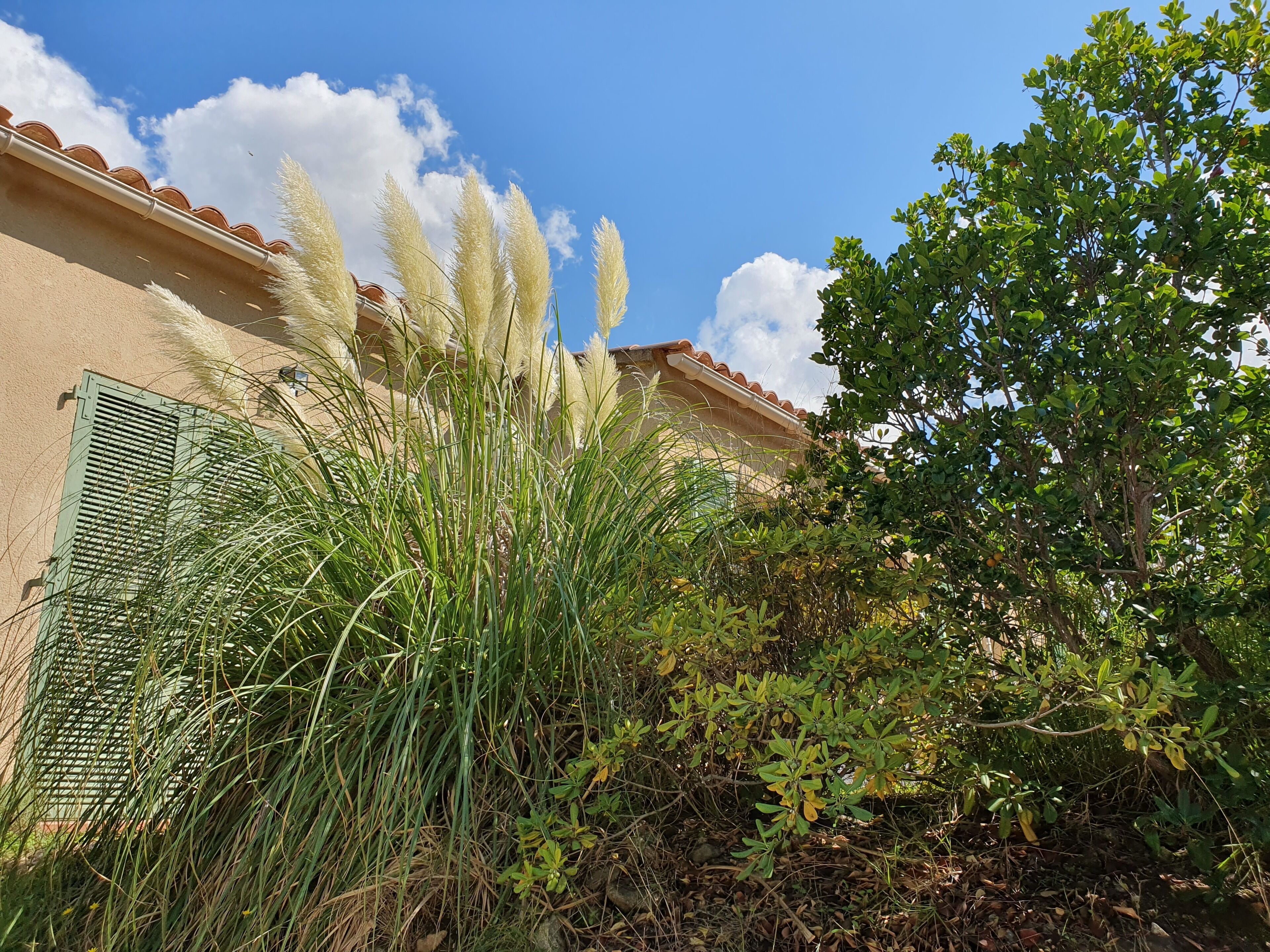 A building with a tiled roof, green shutters, and dense vegetation including tall grasses and trees.
