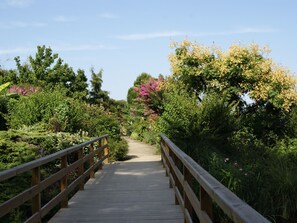 Stroll through the lush garden, surrounded by a variety of plants and flowers along a wooden boardwalk.