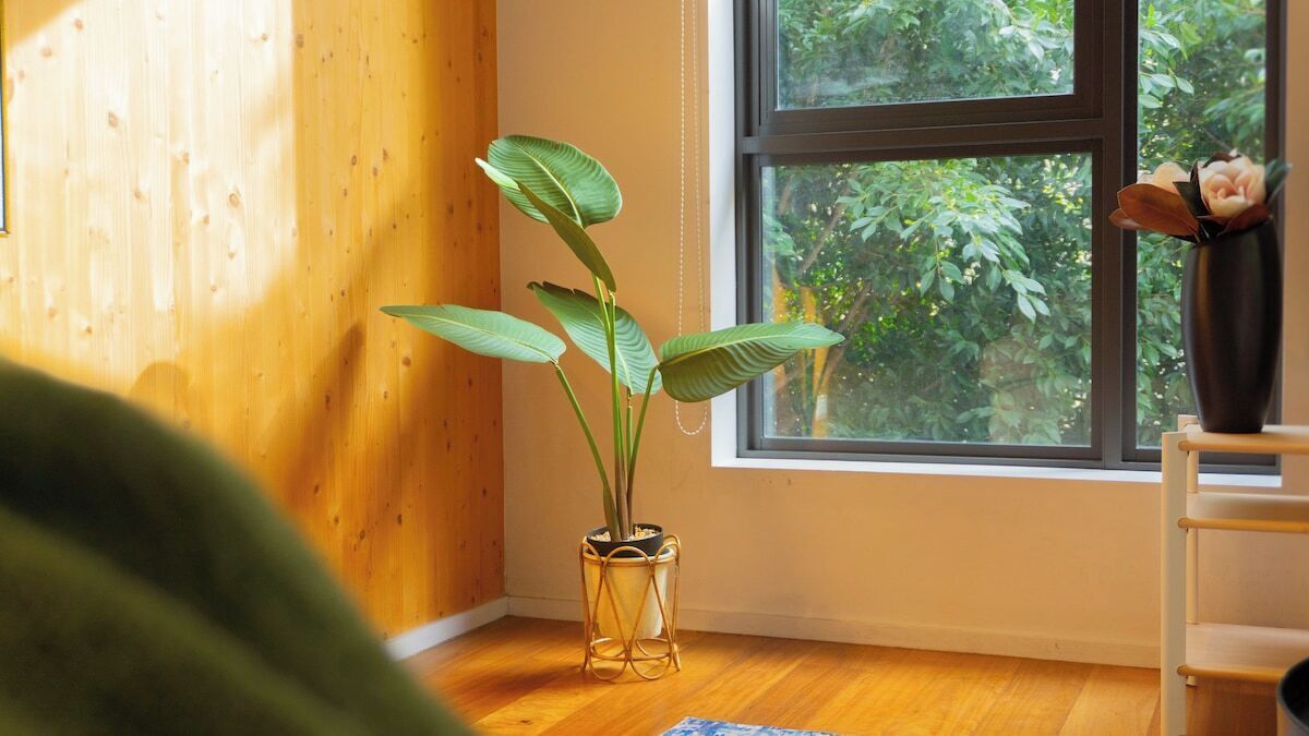 A room with a wooden floor, a window with a view of greenery, and a potted plant on a stand.