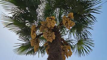 Comfort Triple Room, Lanai, City View | Terrace/patio