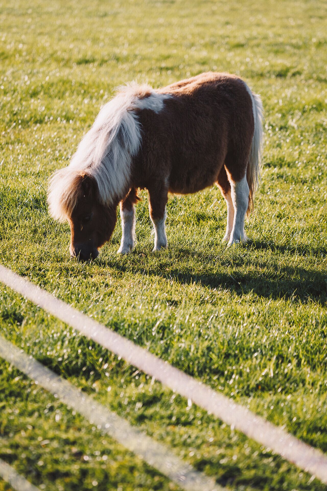 Un pony pastando en un campo cubierto de hierba.