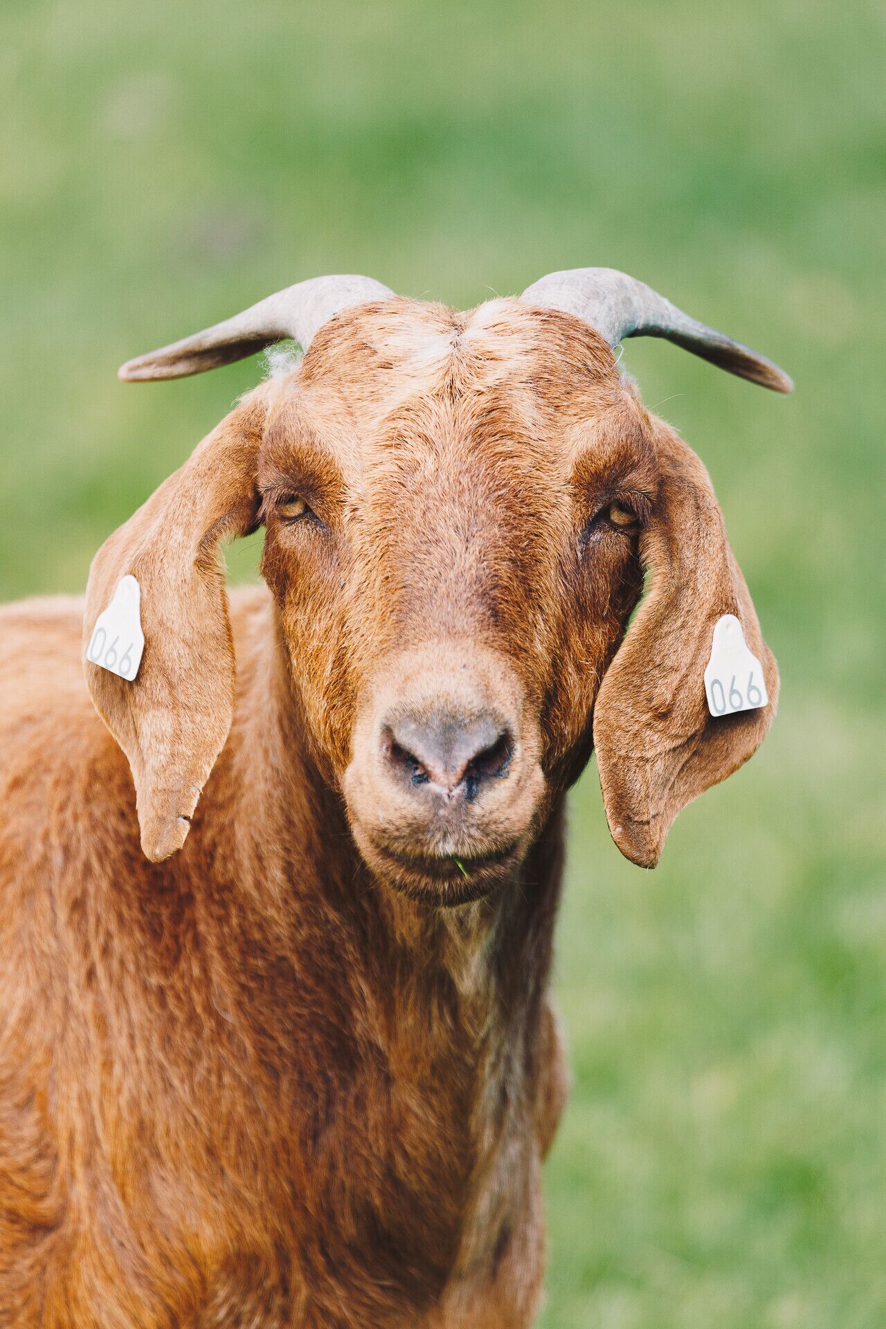A close-up of a brown goat with horns and ear tags.