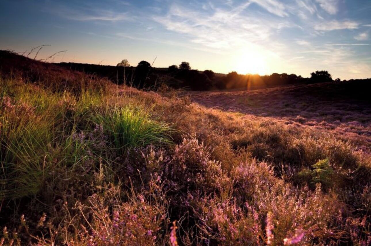 Een natuurlandschap met een zonsondergang, met een begroeiingsveld met paarse heide en groen gras.