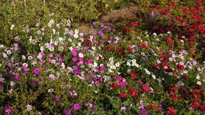 A garden with various flowers and a thatched-roof building in the background. - Ngorongoro Farm House (Karatu)