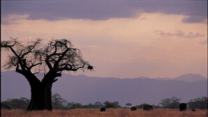 A savanna landscape with a prominent acacia tree, distant mountains, and a few elephants grazing. - Ngorongoro Farm House (Karatu)