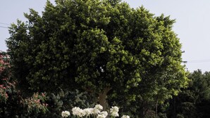 Un espace extérieur aménagé avec deux bancs gris dotés de coussins, une composition florale et un grand arbre en arrière-plan.