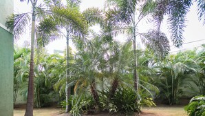 Um pátio com palmeiras e diversas plantas tropicais.