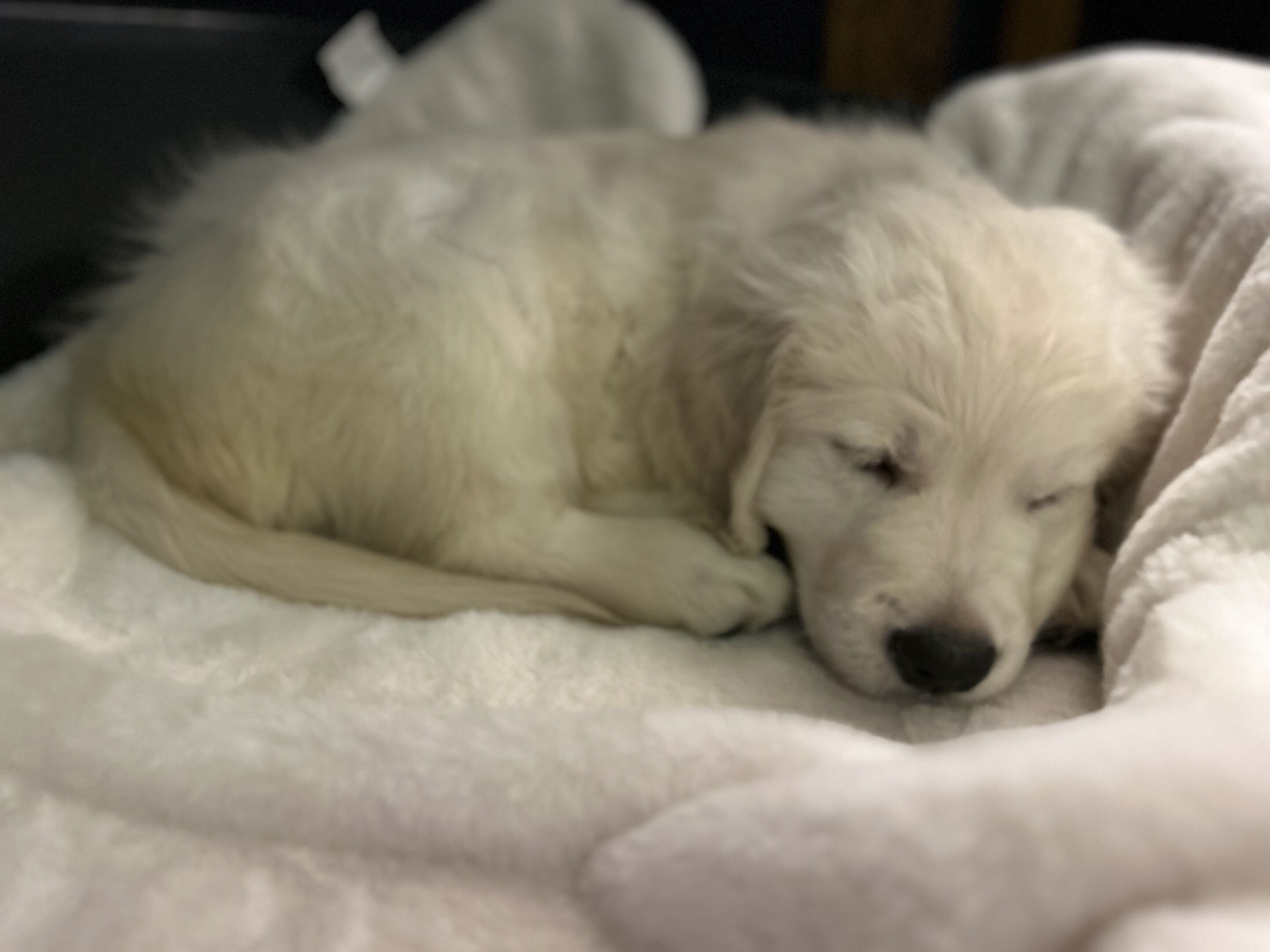 A white fluffy dog sleeping on a soft, white blanket.