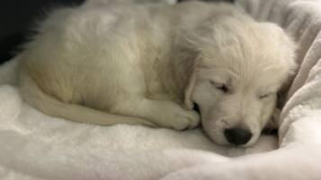 A white fluffy dog sleeping on a soft, white blanket.