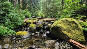 A forest stream with rocks and moss-covered boulders.