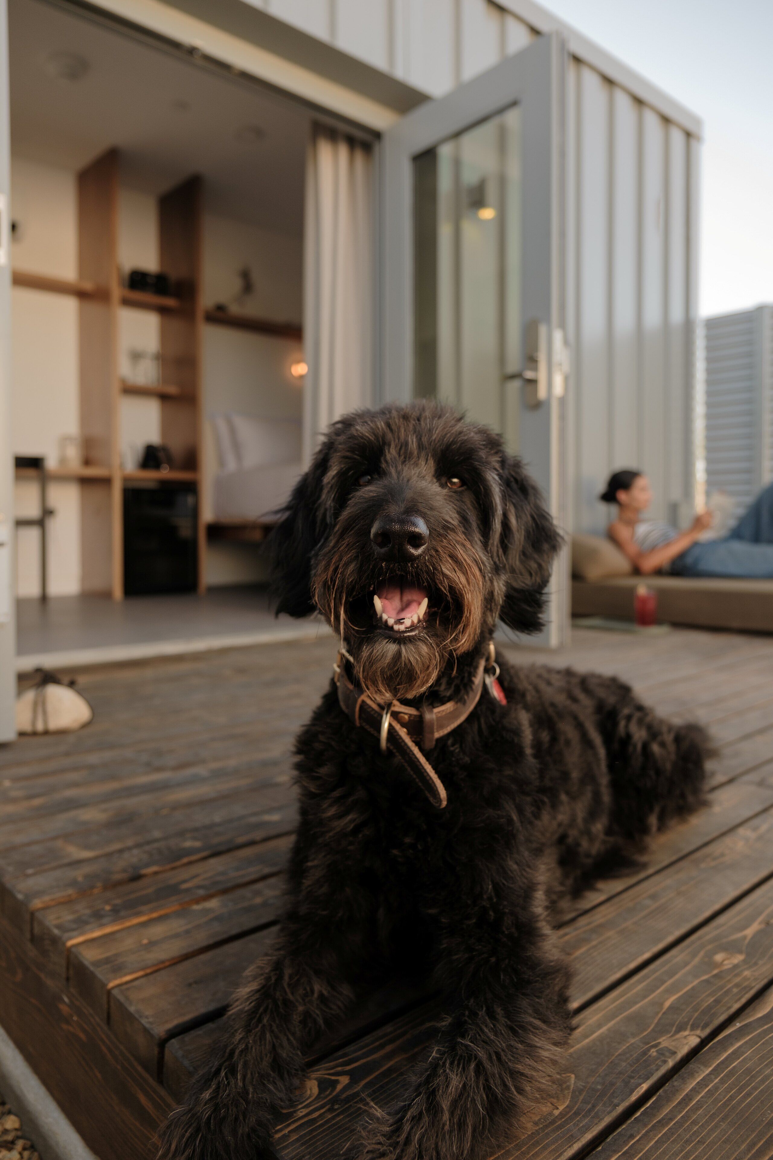 A black dog lying on a wooden deck in a modern house with a glass door and a person sitting on a couch in the background.