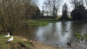 Ein Teich mit Enten, umgeben von Bäumen und einem Haus im Hintergrund.