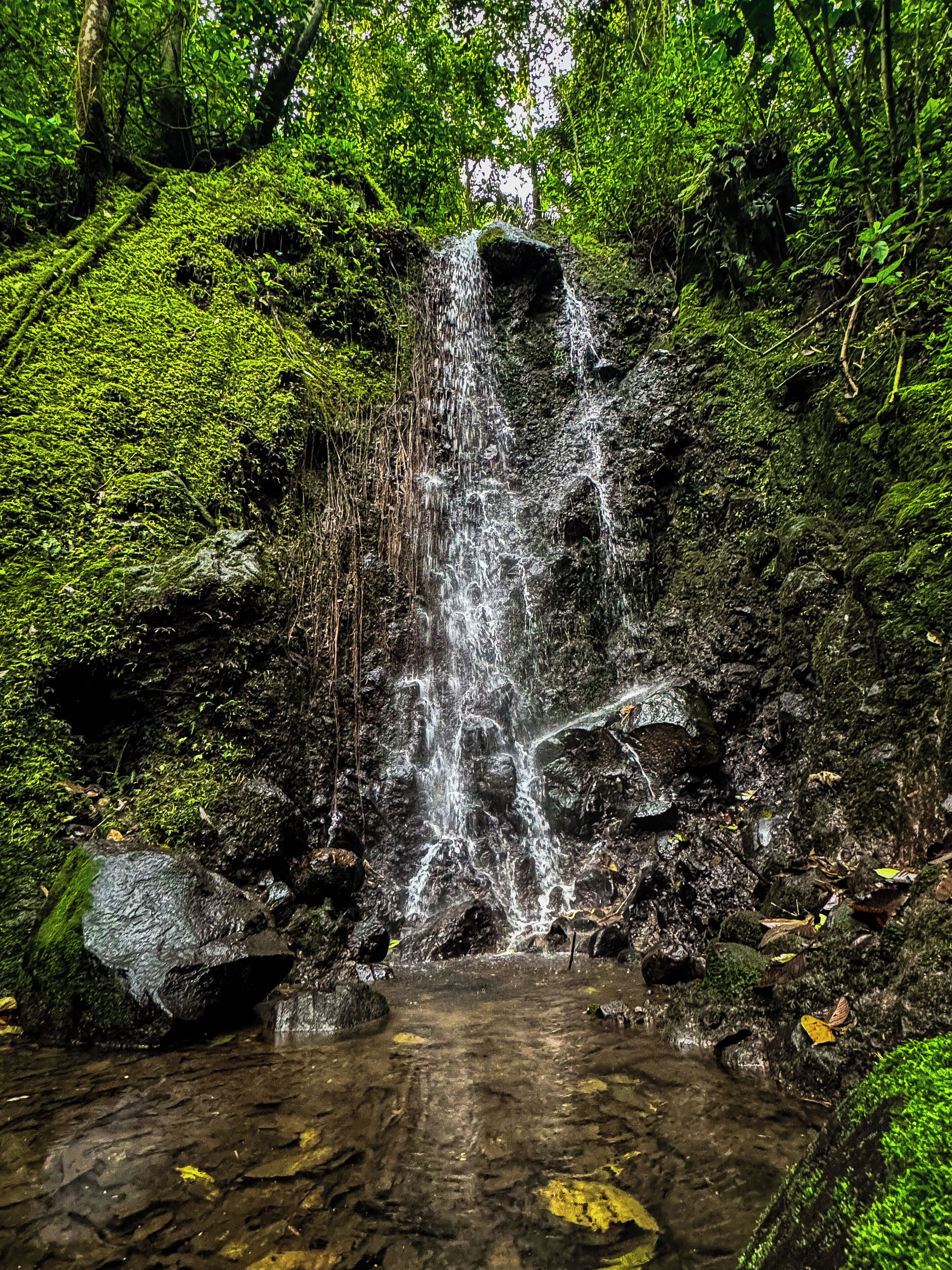 Una cascada en un área boscosa con un arroyo cristalino en la base.