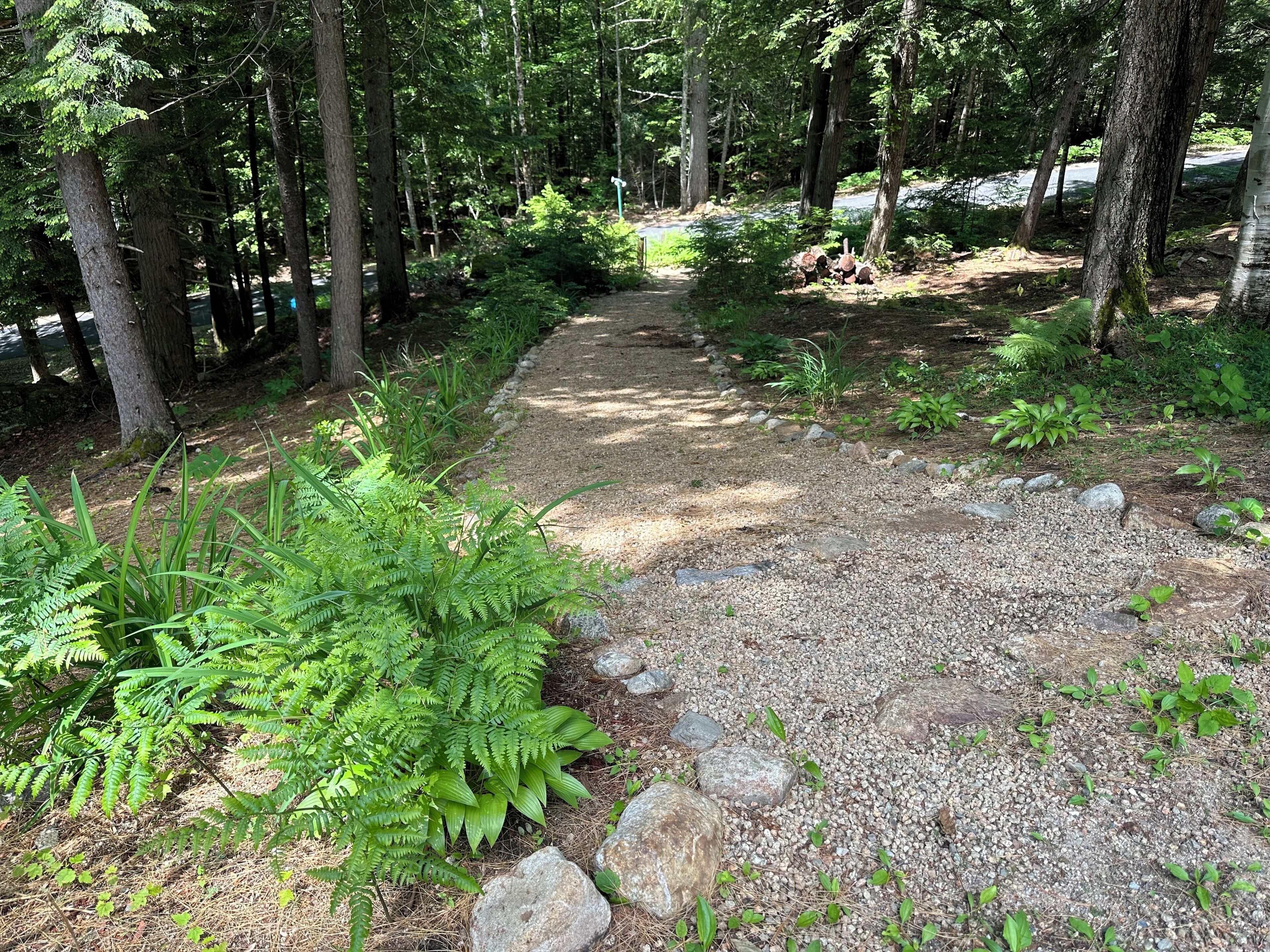 A forested area with a gravel path, surrounded by trees and ferns.