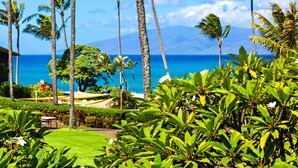 A tropical garden with palm trees and a view of the ocean.