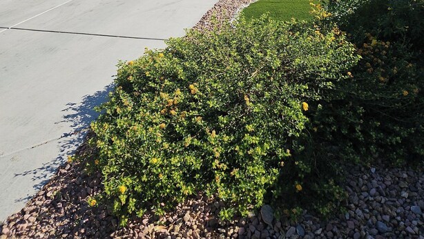 A single-story house with a garage, a clear driveway, and a well-maintained garden with various shrubs and flowers. - Great Specials Now! PET Friendly, 2 Bedroom, 2 Bath Home, 10 min. from The Strip (Las Vegas)