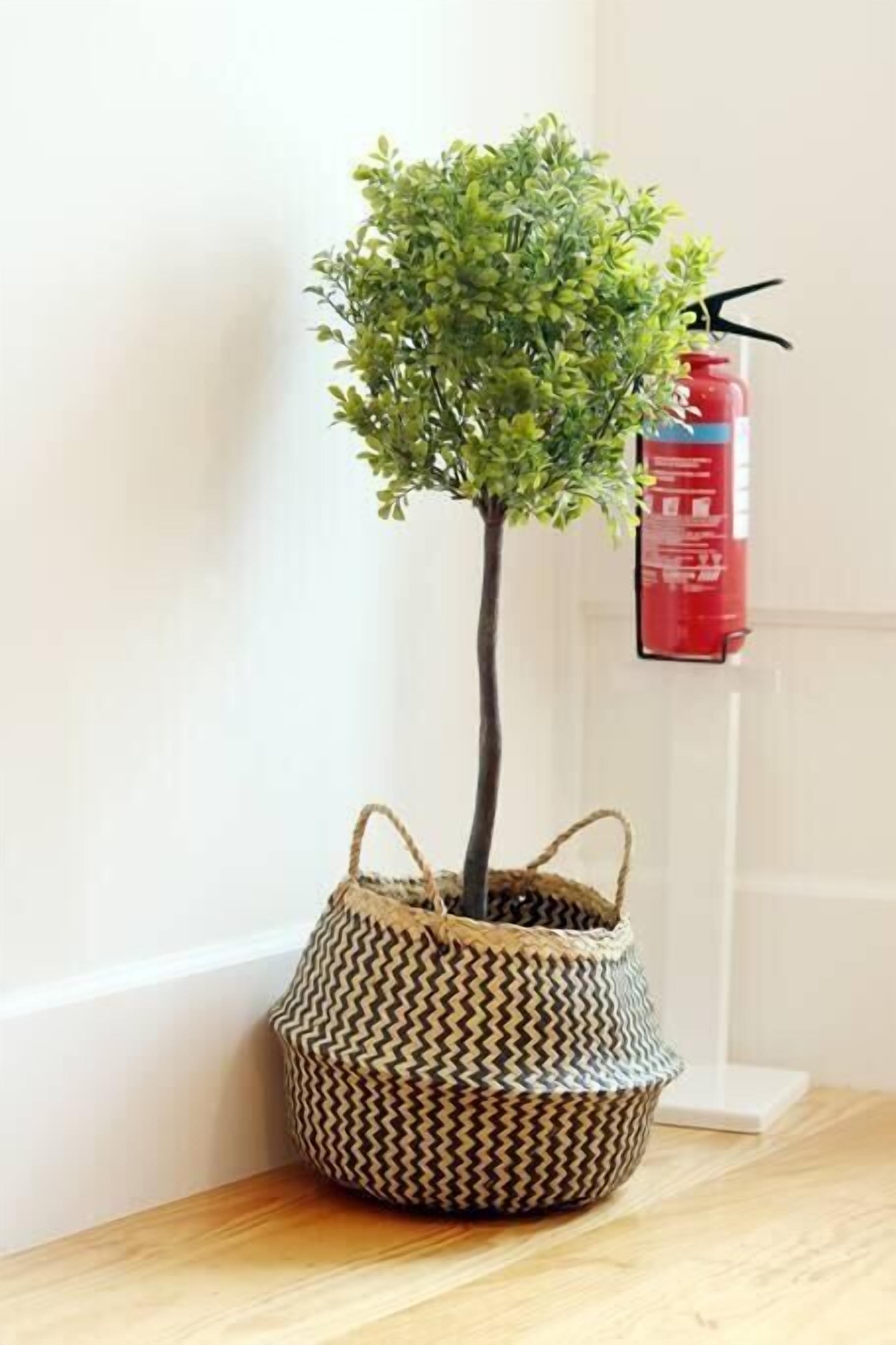 A small potted plant in a woven basket on a wooden surface, with a fire extinguisher mounted on a white stand in the background.