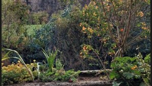Property grounds - Lodging in Ollantaytambo living inka city with viewpoint to mountains (Ollantaytambo)