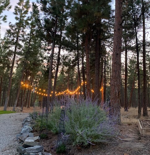 Charming private 1bdrm New pet friendly Cottage nestled in Stevensville/5 acres 