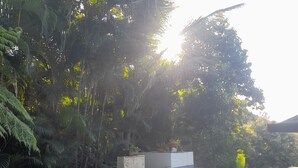 Una piscina rodeada de exuberante vegetación, con escalones que bajan al agua y algunas plantas en macetas en el borde.