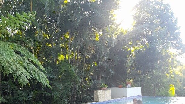 Una piscina con escalones de acceso, rodeada de abundante vegetación.