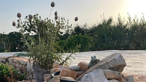 Una zona de jardí amb diverses plantes i roques.