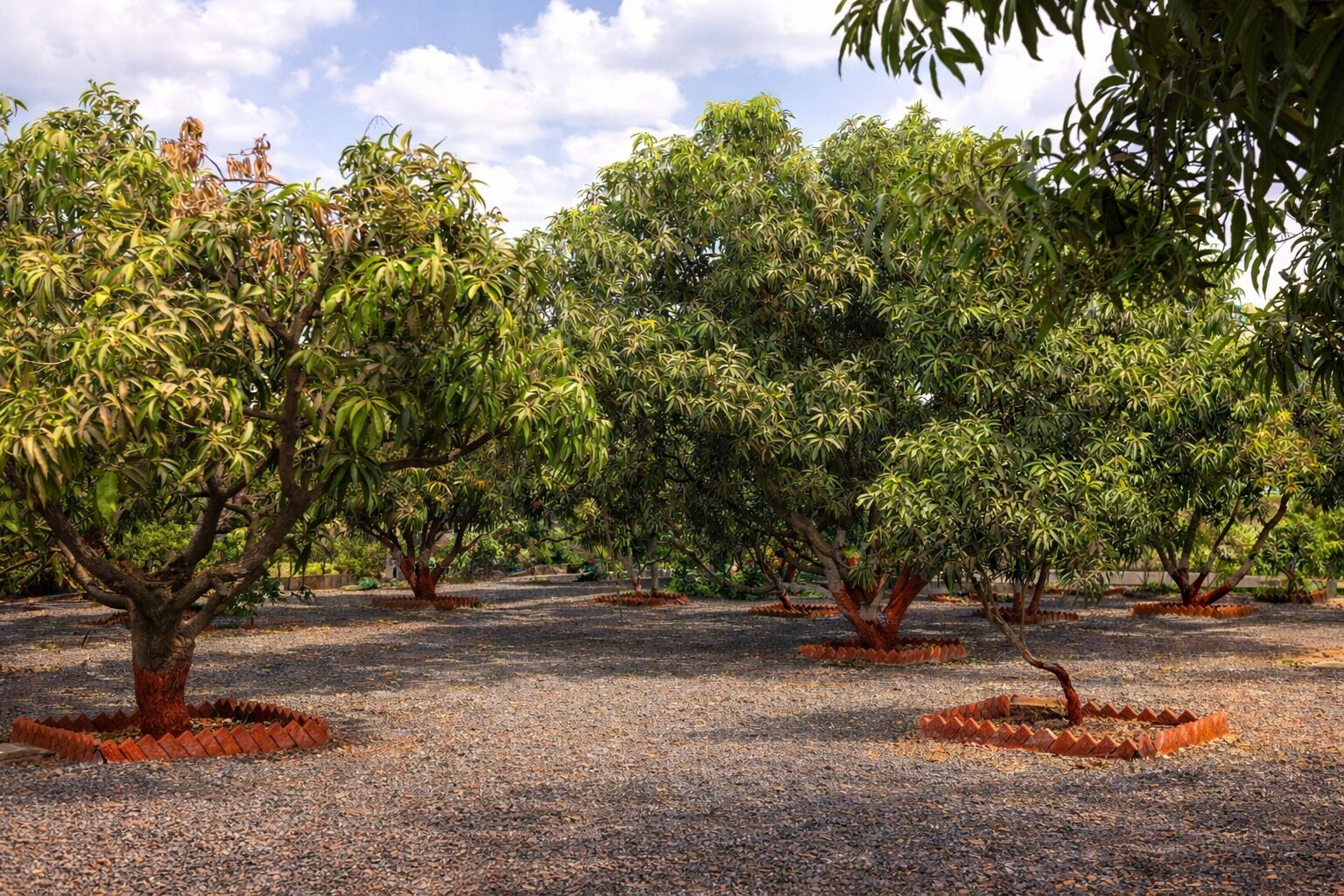 An orchard with mature trees and gravel paths.