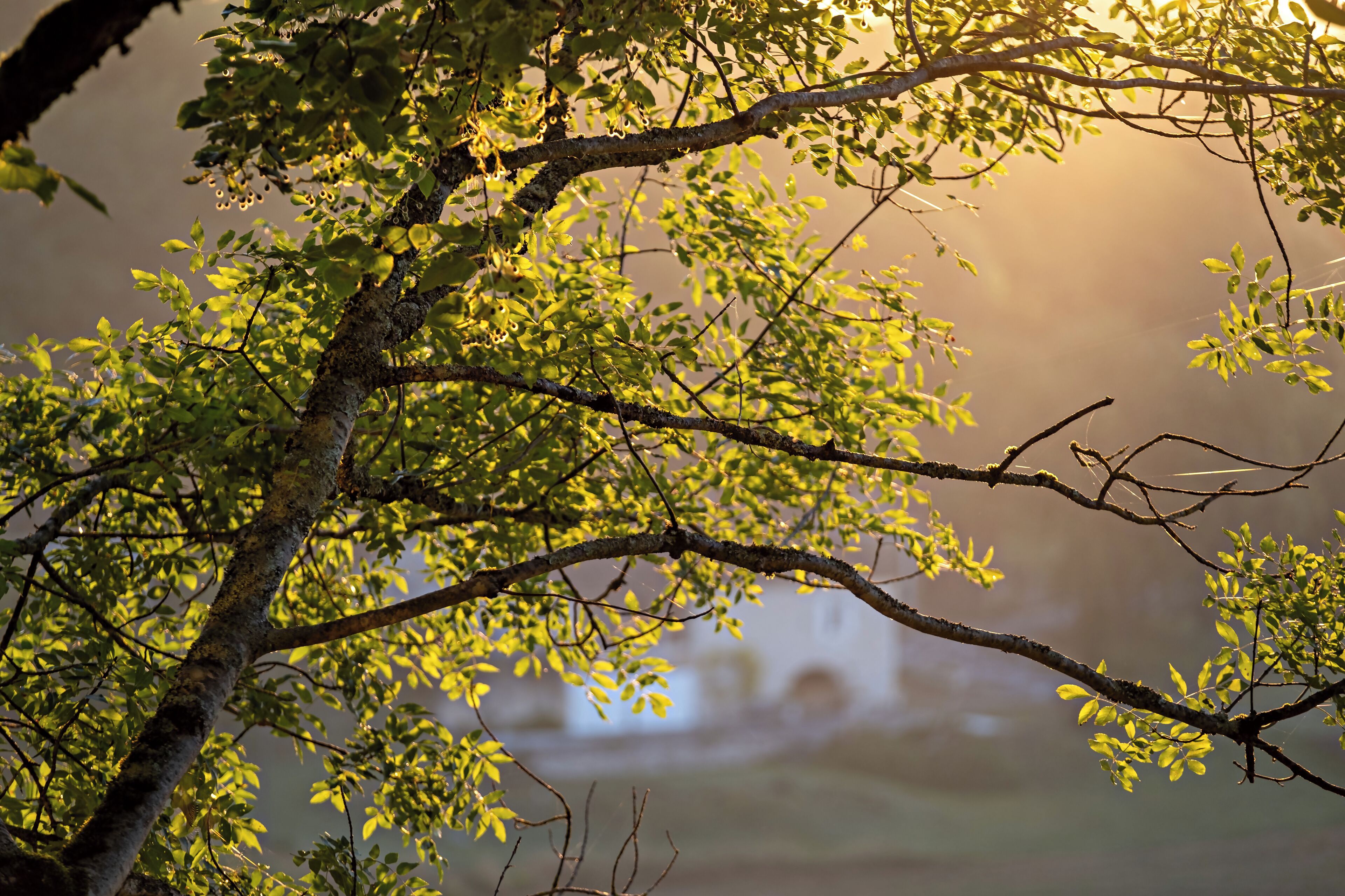A tree with green leaves and a blurred background.