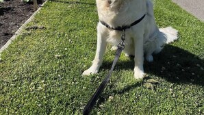 Een hond zit op het gras, met een riem, een gebouw met een koepel op de achtergrond, en mensen die lopen.