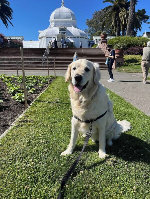 A dog sitting on grass with a leash, a white building with a dome in the background, and people walking.