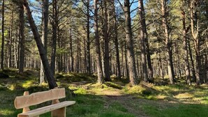 A wooden bench in a forested area with a clear path. - Highland Chalet Retreat in Boat of Garten (Boat of Garten)